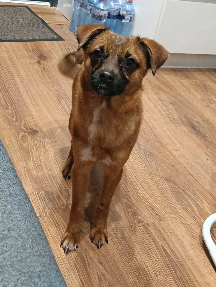 Nowa Sól, zaginał pies Rico. Prosimy o kontakt.