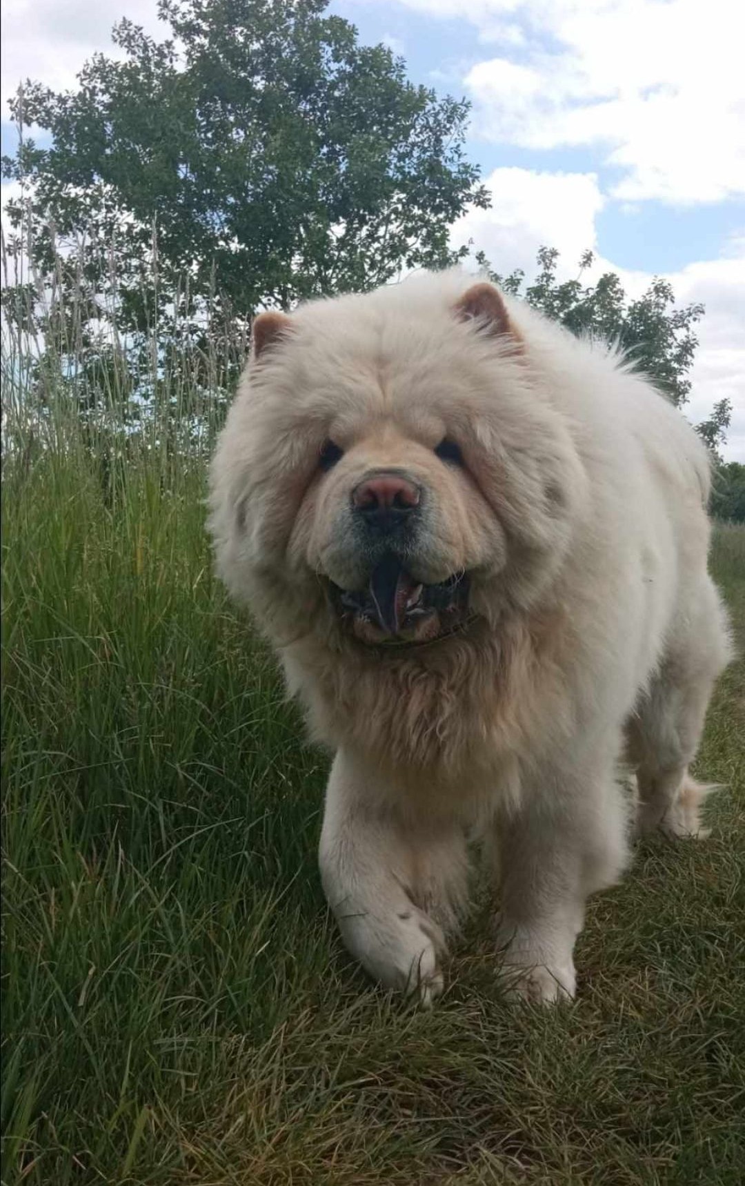 Zaginął pies Blue – Popęszyce
