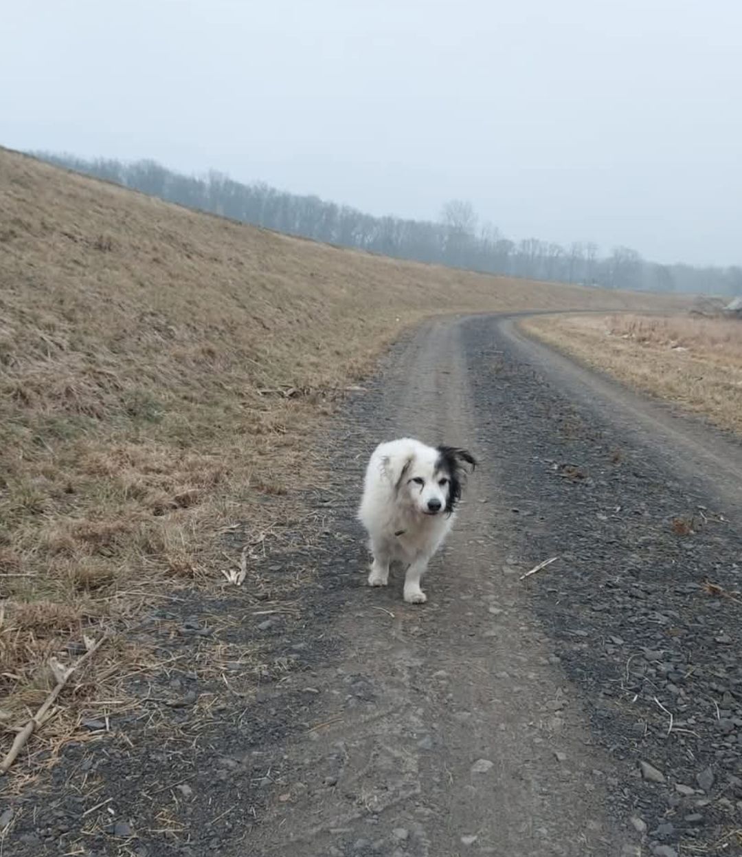 Zaginął pies Reksio – Nowa Sól