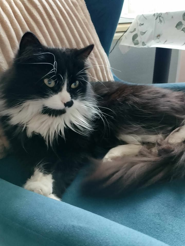 Zaginęła kotka Tosia – Zielona Góra