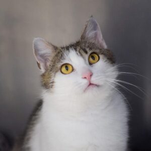 KLAUS