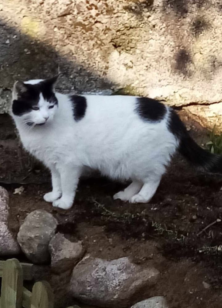 Zaginęła kotka Lusia – Zielona Góra