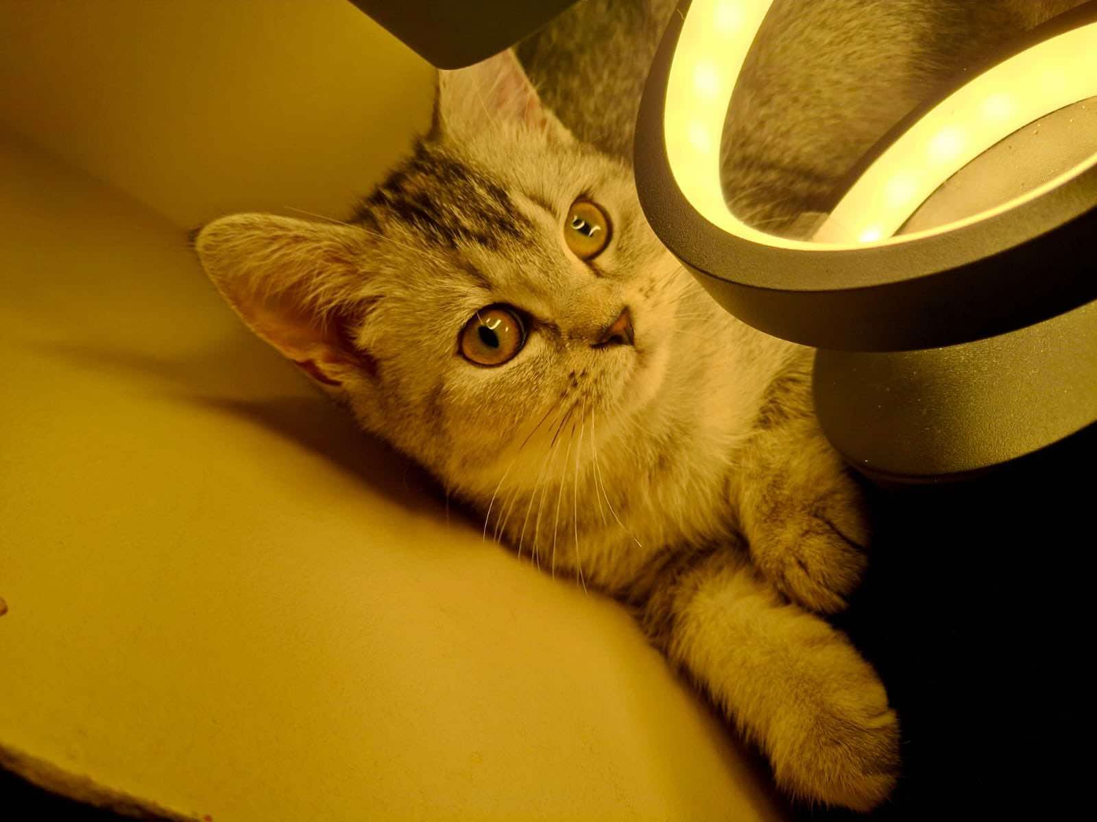 Zaginęła kotka – Zielona Góra