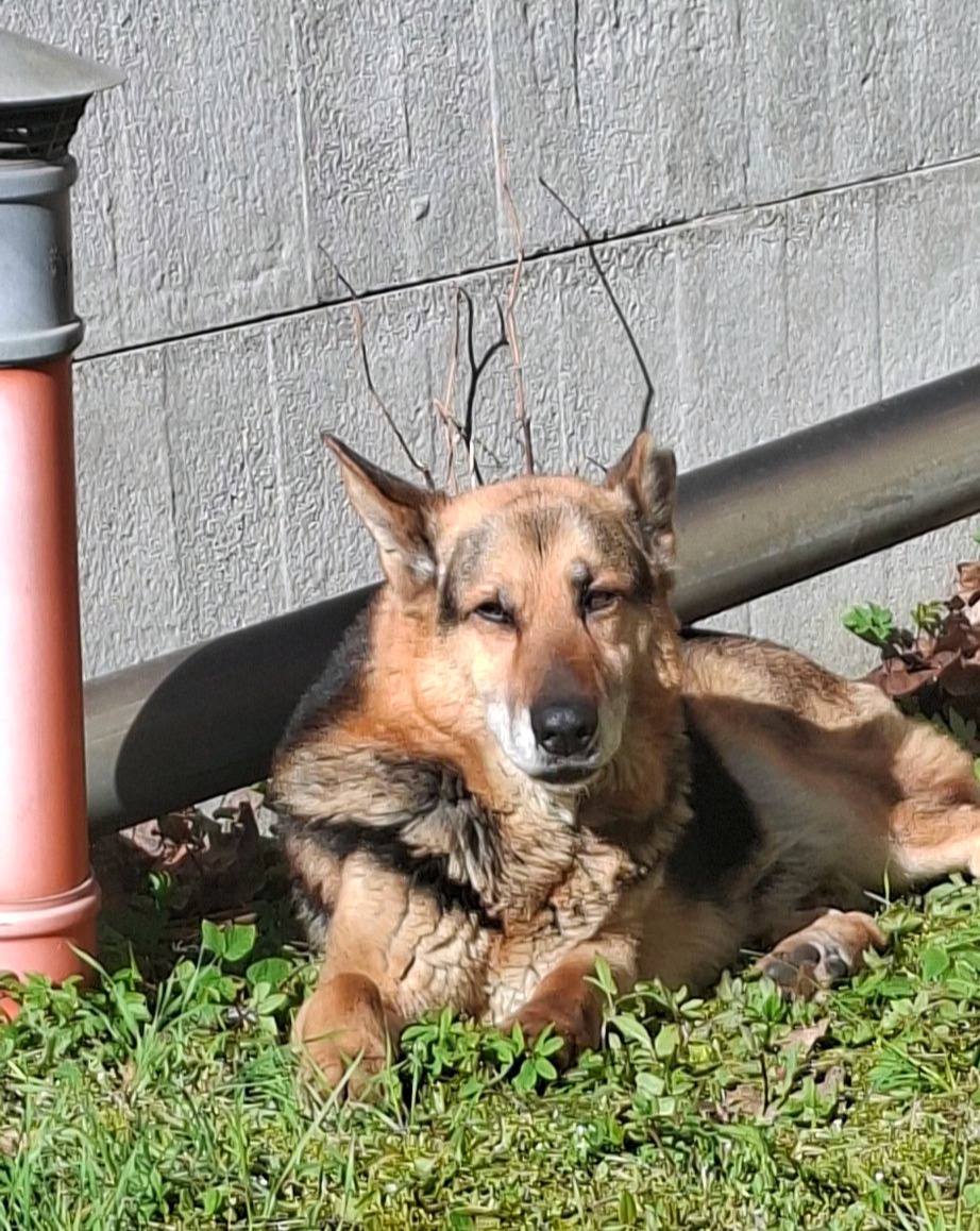 Znaleziono psa – Przytok