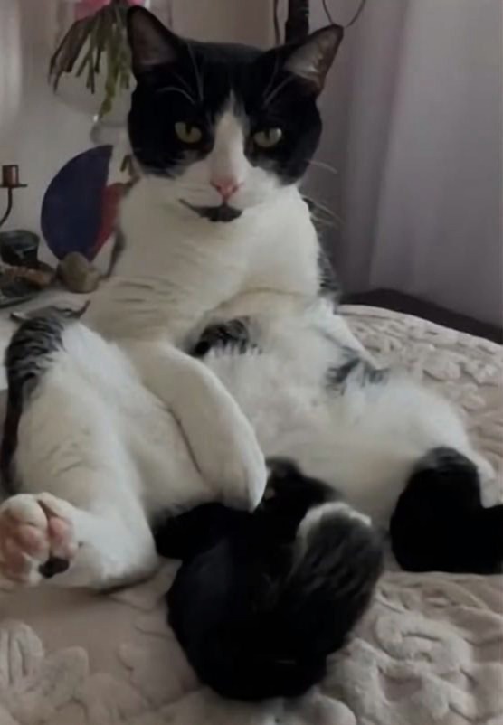 Zaginął kot – Zielona Góra