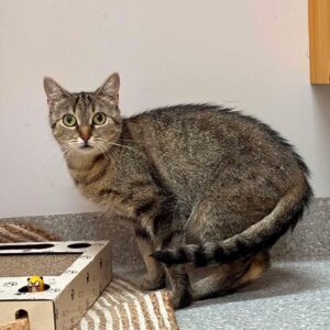 TIGRA