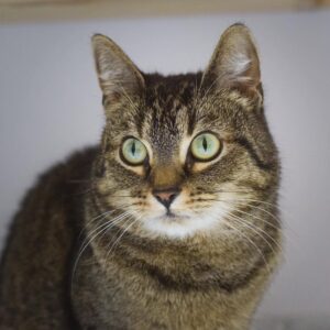 DOROTKA