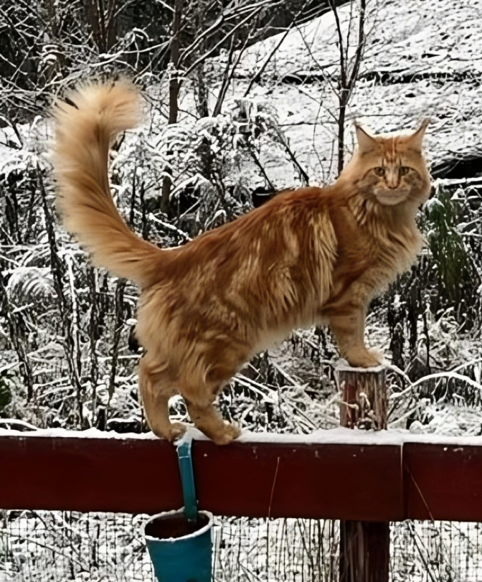 Zaginął kot – Torzym