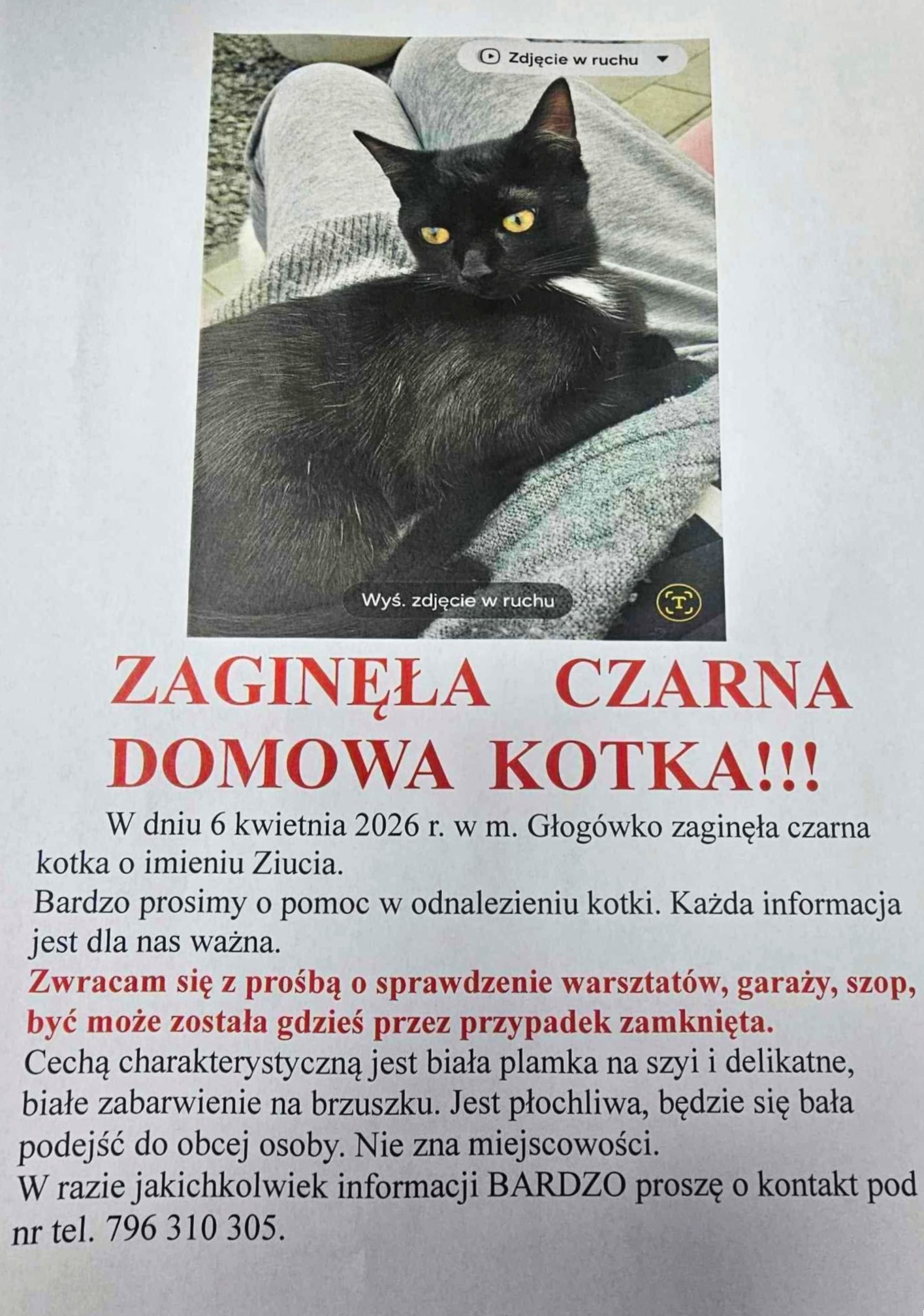 Zaginęła kotka Ziucia – Głogówko