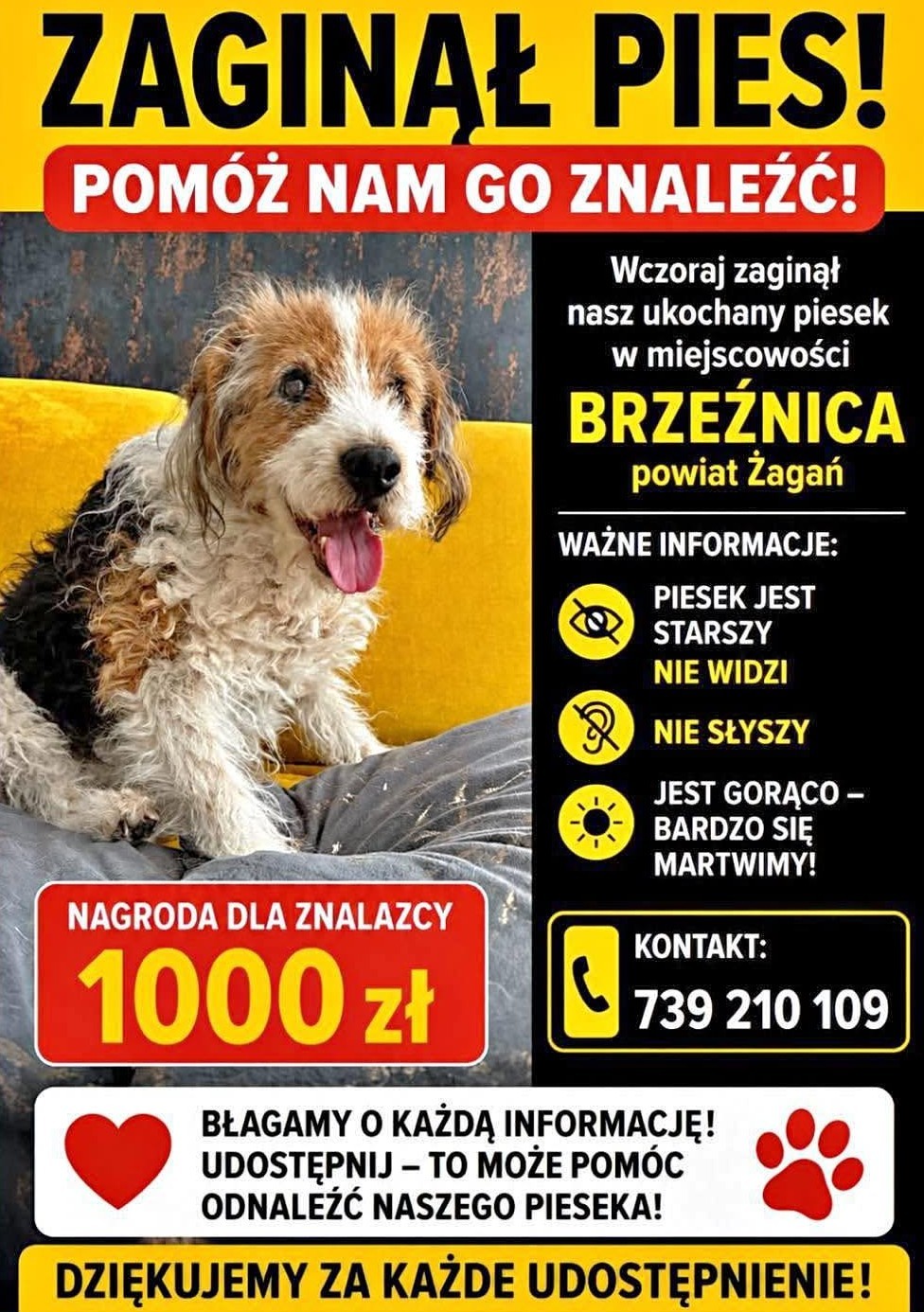 Zaginął pies – Brzeźnica