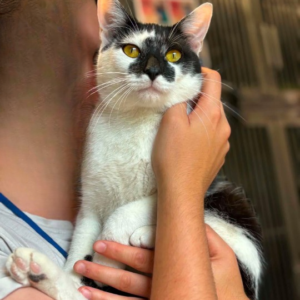 SID