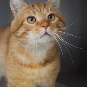 SAXON