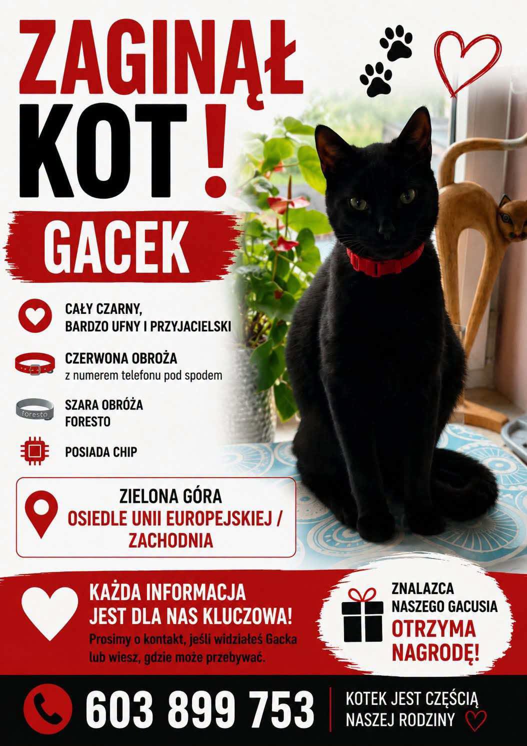 Zaginął kot Gacek – Zielona Góra