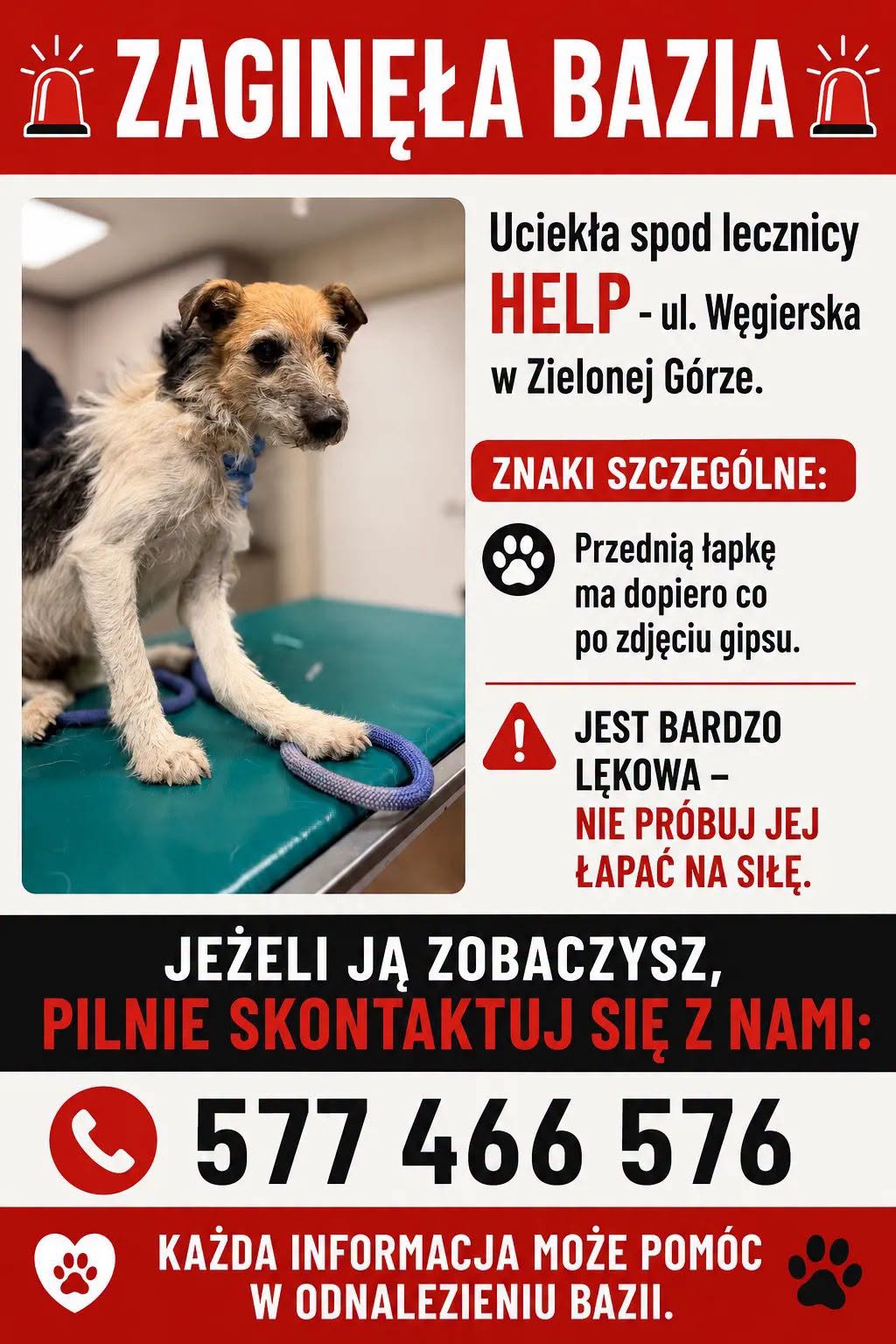 [AKTUALIZACJA] Zaginęła Bazia – podopieczna schroniska!