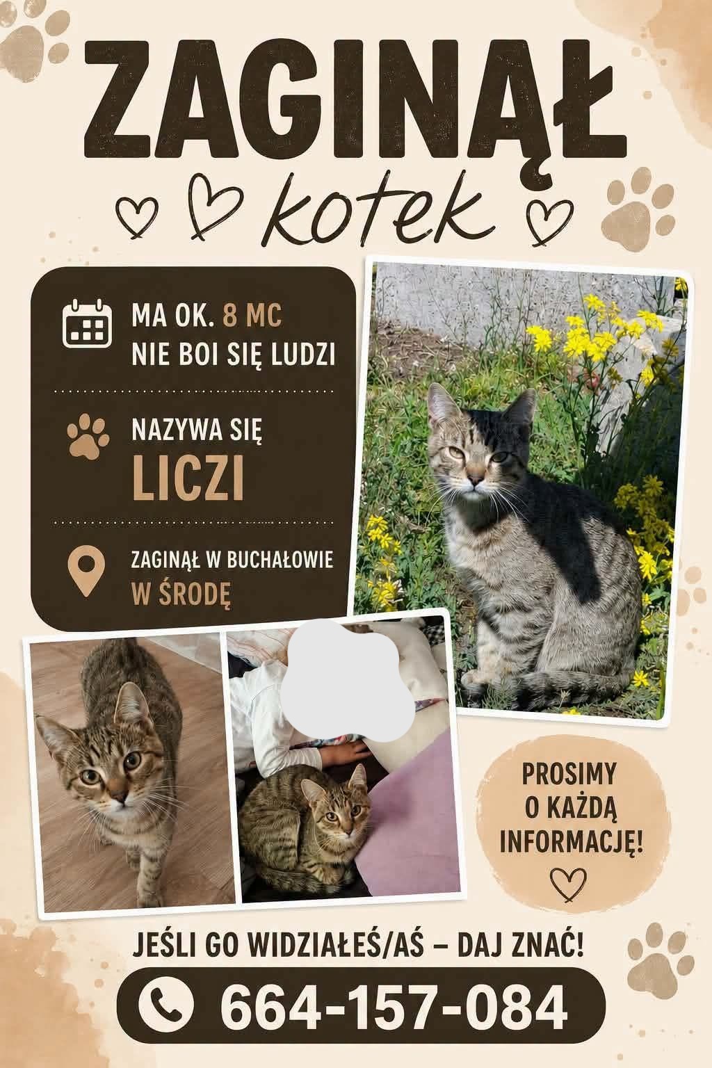Zaginął kot Liczi – Buchałów