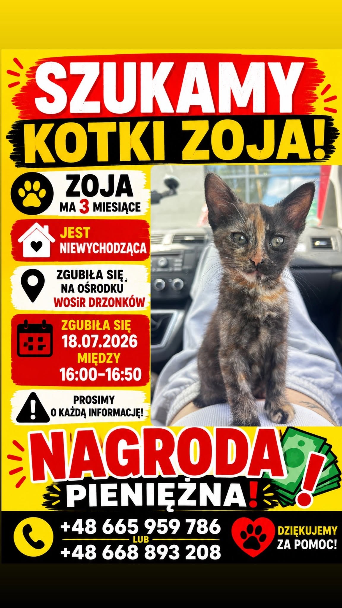 Zaginęła kotka Zoja – Drzonków